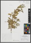 Foto von Salix alba L.